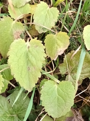 Campanula trachelium