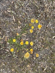 Gnaphalieae