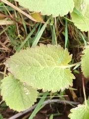 Campanula trachelium