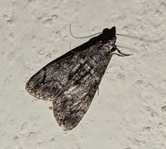 Noorda