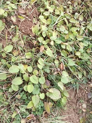 Campanula trachelium
