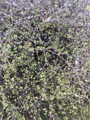 Helichrysum lanceolatum