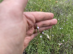 Rostellularia adscendens