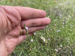 Rostellularia adscendens