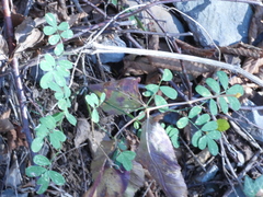 Hippocrepis emerus