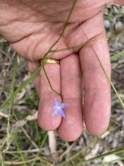 Wahlenbergia
