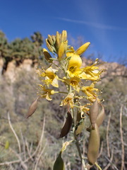 Parkinsonia florida