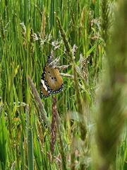Danaus petilia