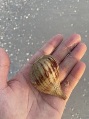 Fulguropsis pyruloides