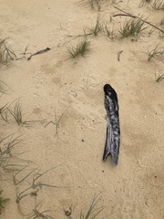 Haematopus longirostris