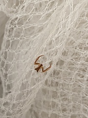 Sidymella trapezia