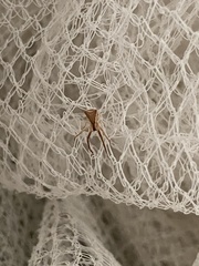 Sidymella trapezia