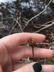 Xyris fimbriata