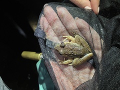 Limnonectes blythii