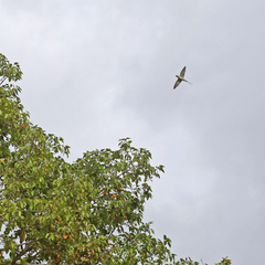 Psittacula alexandri