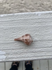 Fulguropsis pyruloides