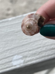 Fulguropsis pyruloides