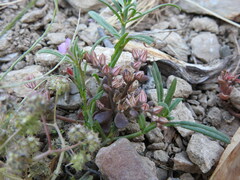 Sedum rubens