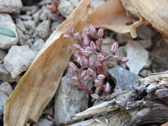 Sedum rubens