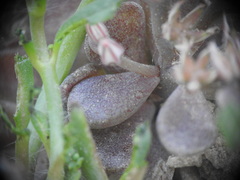 Sedum rubens