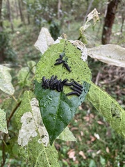 Poneridia semipullata