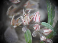 Sedum rubens