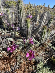 Alstroemeria magnifica