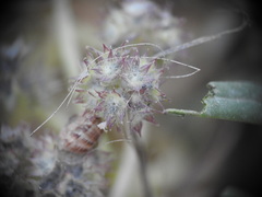 Valerianella discoidea