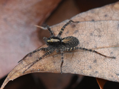 Pardosa lugubris