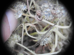 Valerianella discoidea