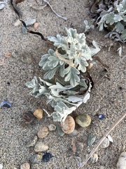 Artemisia stelleriana