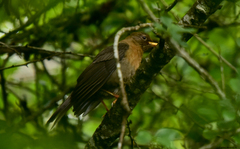 Turdus rufitorques