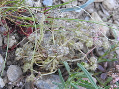 Valerianella discoidea