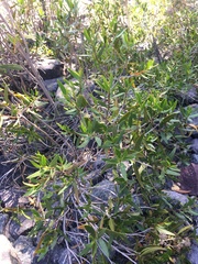 Colliguaja integerrima