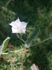 Convolvulus hermanniae