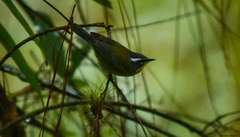 Oreothlypis superciliosa