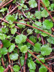Lagenophora strangulata