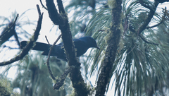 Aphelocoma unicolor