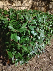 Photinia serrulata