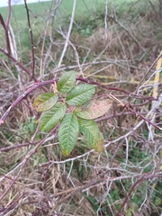 Rosa canina