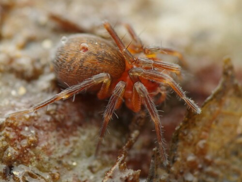 Marsh Combtail Spider