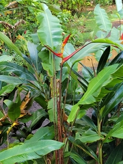 Heliconia latispatha