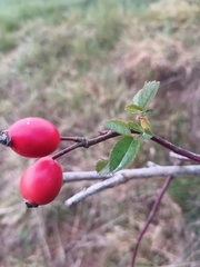 Rosa canina