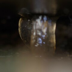 Ischyropsalis luteipes