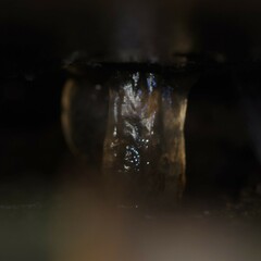 Ischyropsalis luteipes