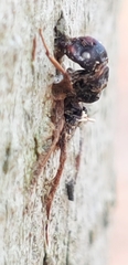 Ophiocordyceps unilateralis