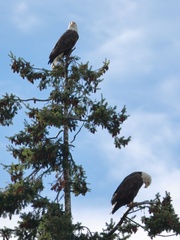 Haliaeetus leucocephalus washingtoniensis