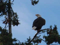 Haliaeetus leucocephalus washingtoniensis