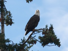 Haliaeetus leucocephalus washingtoniensis