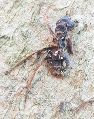 Ophiocordyceps unilateralis